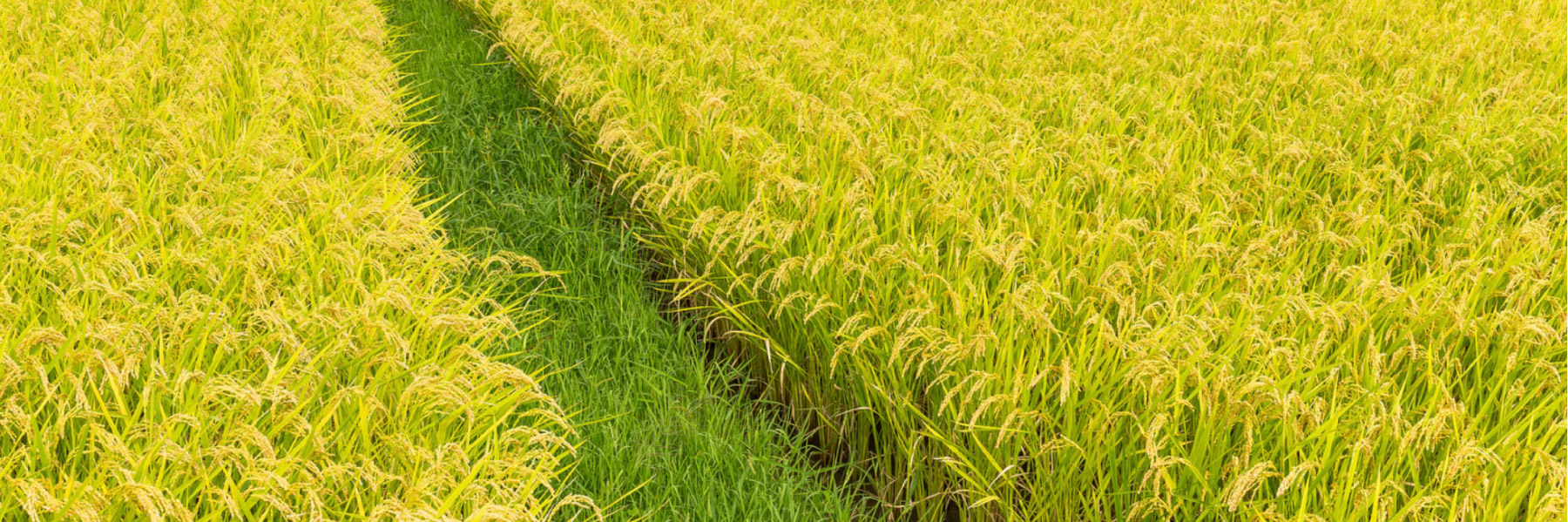 The region cultivating Taiwan rice